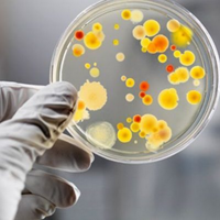 Створено антибіотики проти супербактерій